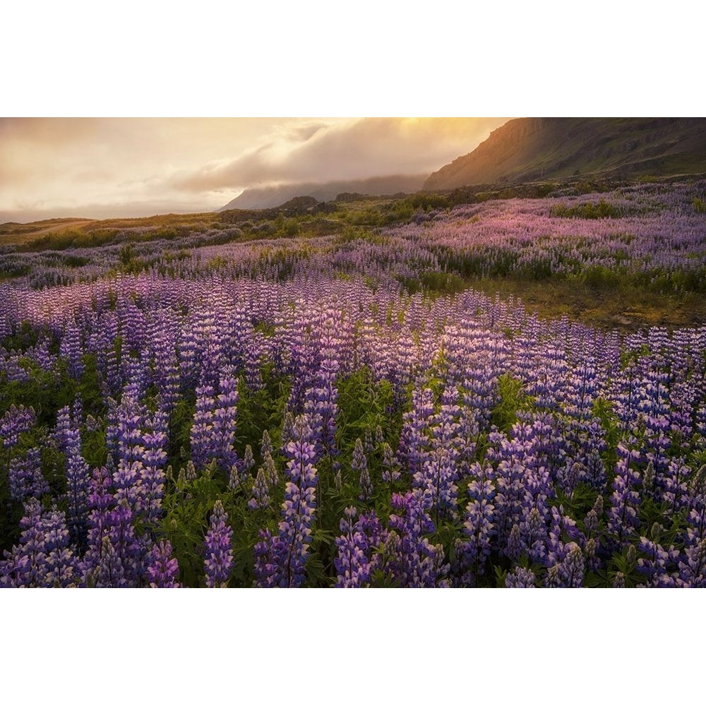 Field of Lupines Poster Print - Danny Head-VARPDX124100Z Image 1