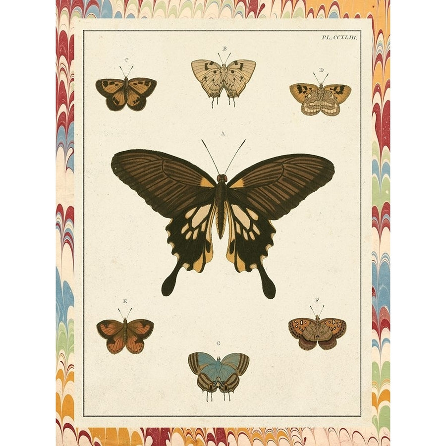 Marble Butterflies I Poster Print - Studio Vision-VARPDX124150Z Image 1