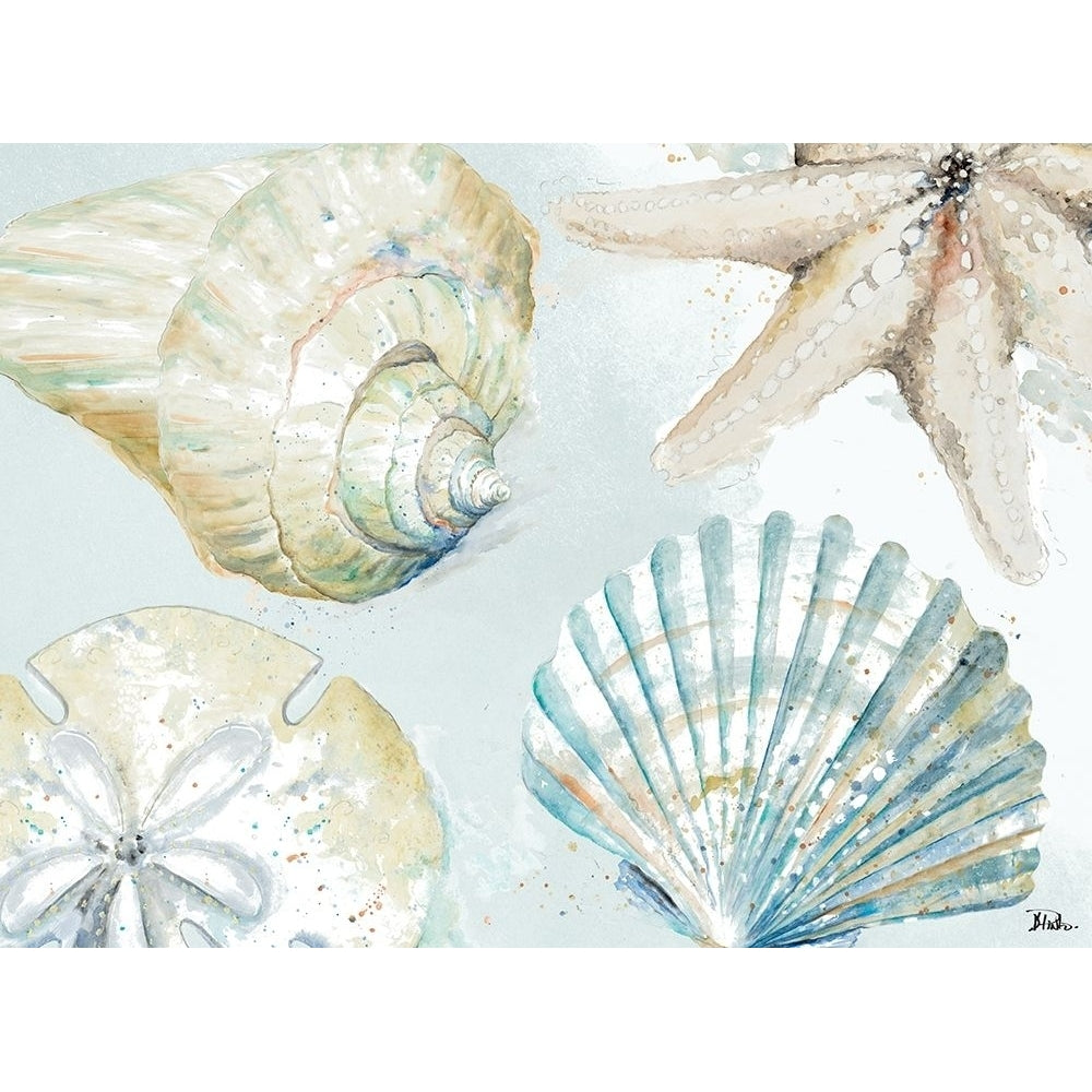 Shell Collectors Poster Print by Patricia Pinto-VARPDX12434D Image 1