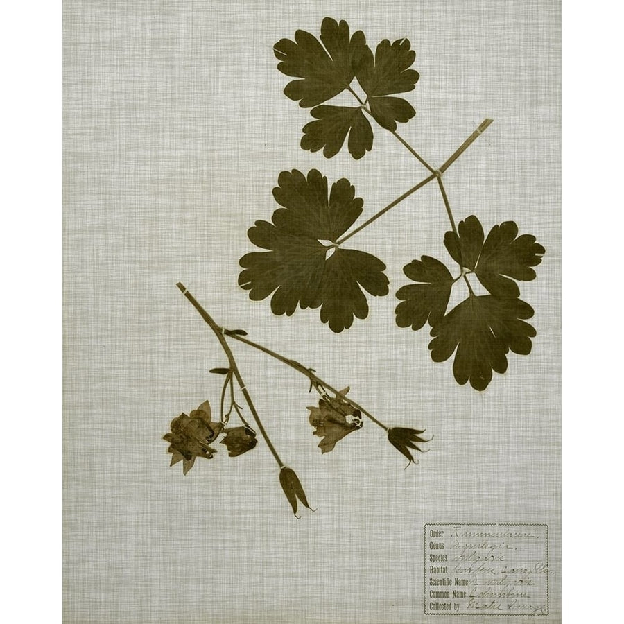 Pressed Leaves on Linen I Poster Print - Studio Vision-VARPDX124589Z Image 1