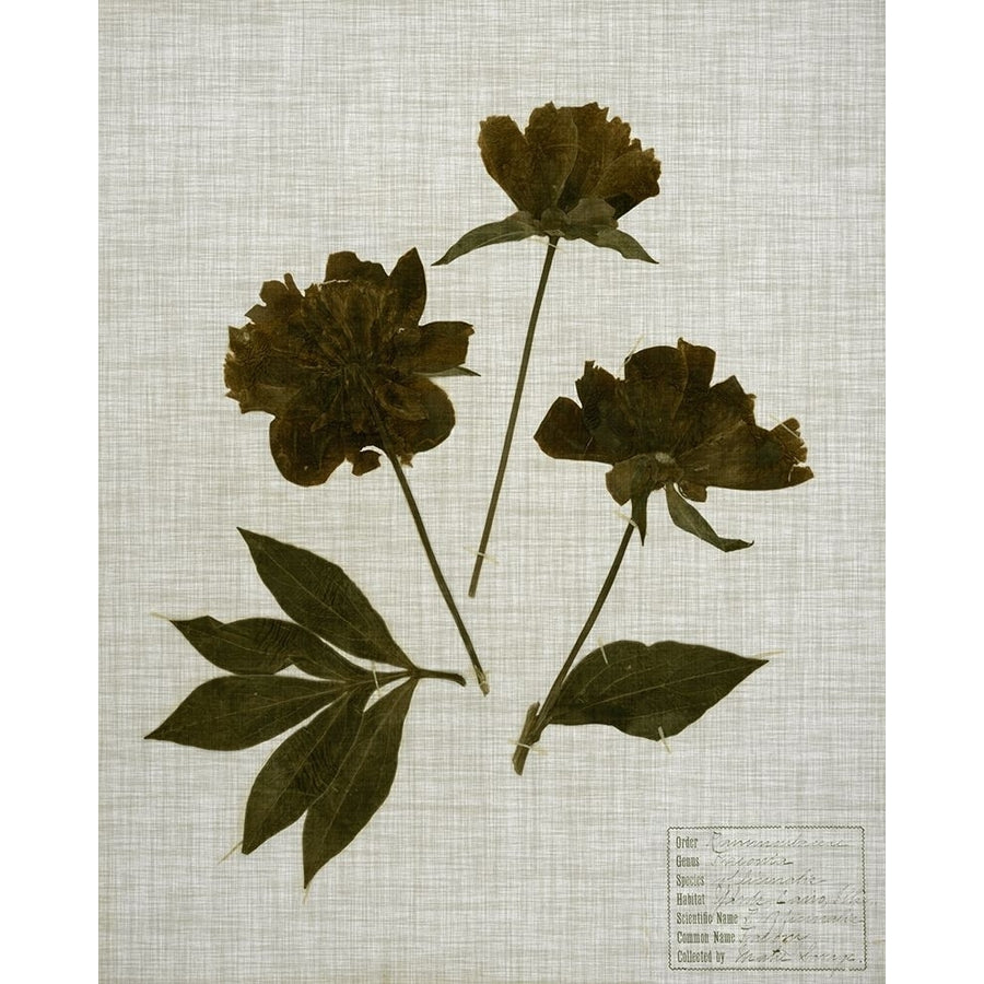 Pressed Leaves on Linen II Poster Print - Studio Vision-VARPDX124590Z Image 1