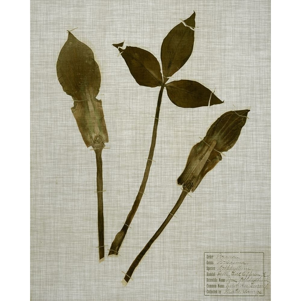 Pressed Leaves on Linen IV Poster Print - Studio Vision-VARPDX124592Z Image 1