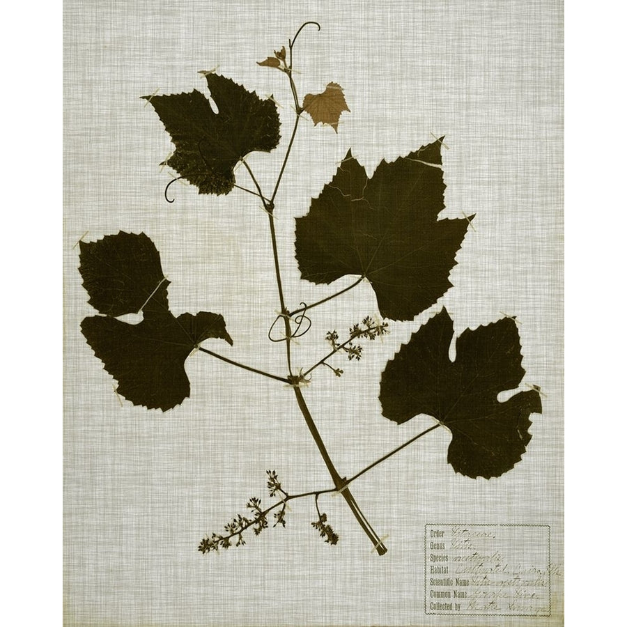 Pressed Leaves on Linen III Poster Print - Studio Vision-VARPDX124591Z Image 1