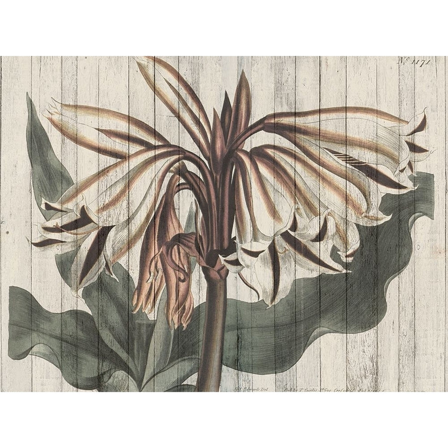 Rustic Floral III Poster Print - W Studio-VARPDX124648GG Image 1