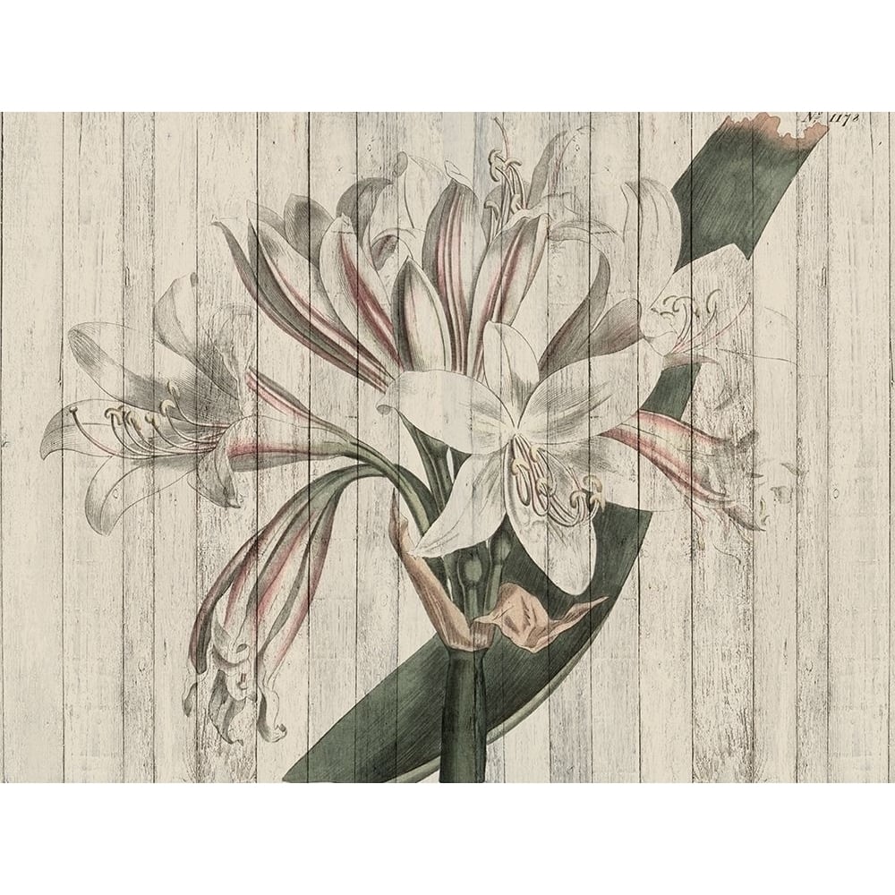 Rustic Floral II Poster Print - W Studio-VARPDX124647GG Image 1