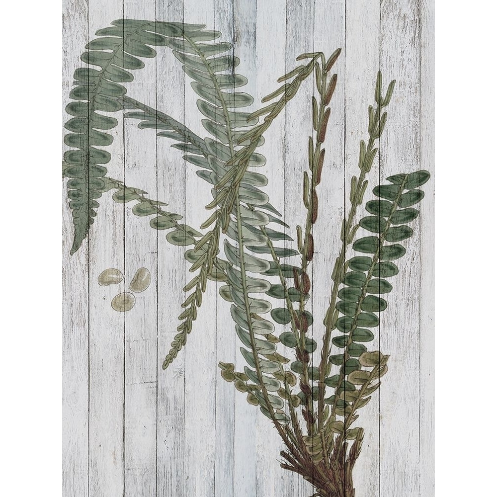 Rustic Greenery IV Poster Print - W Studio-VARPDX124654GG Image 1