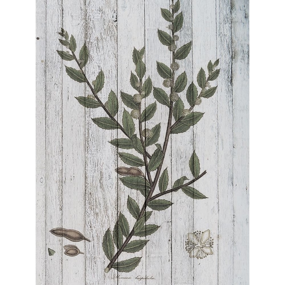 Rustic Greenery II Poster Print - W Studio-VARPDX124652GG Image 1