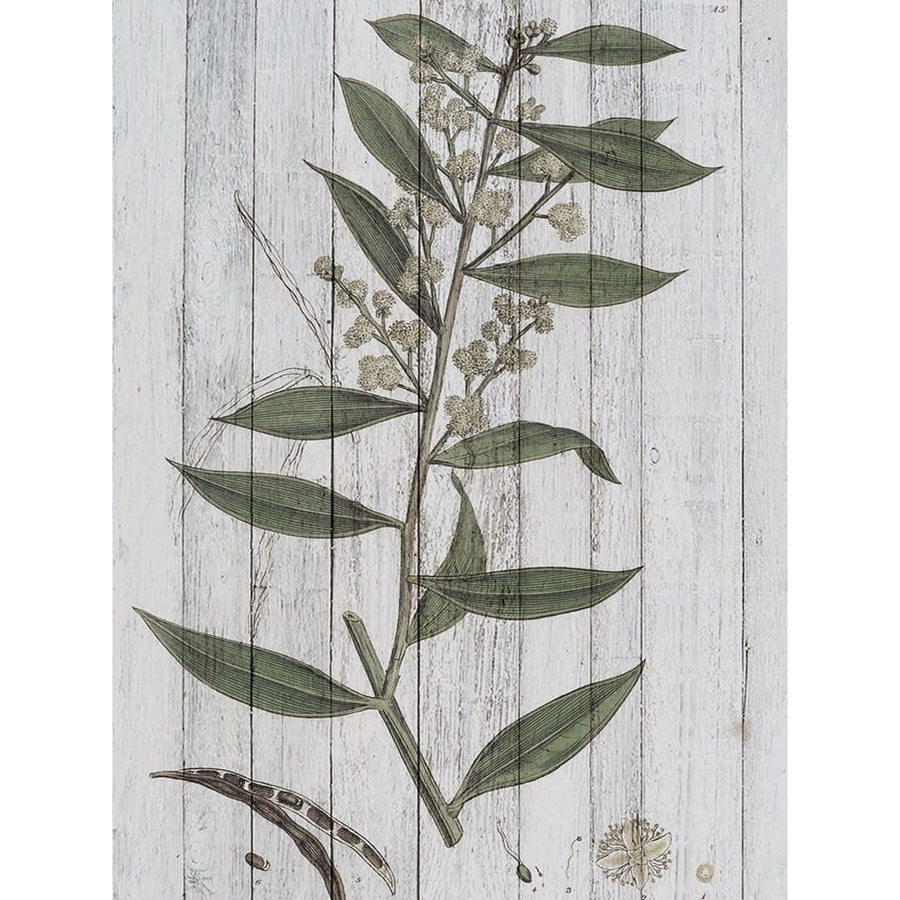 Rustic Greenery III Poster Print - W Studio-VARPDX124653GG Image 1