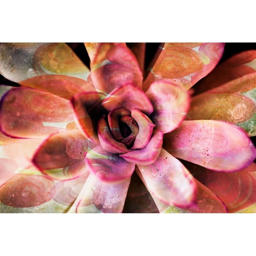 Painted Succulent Poster Print by Nola James-VARPDX12484 Image 1