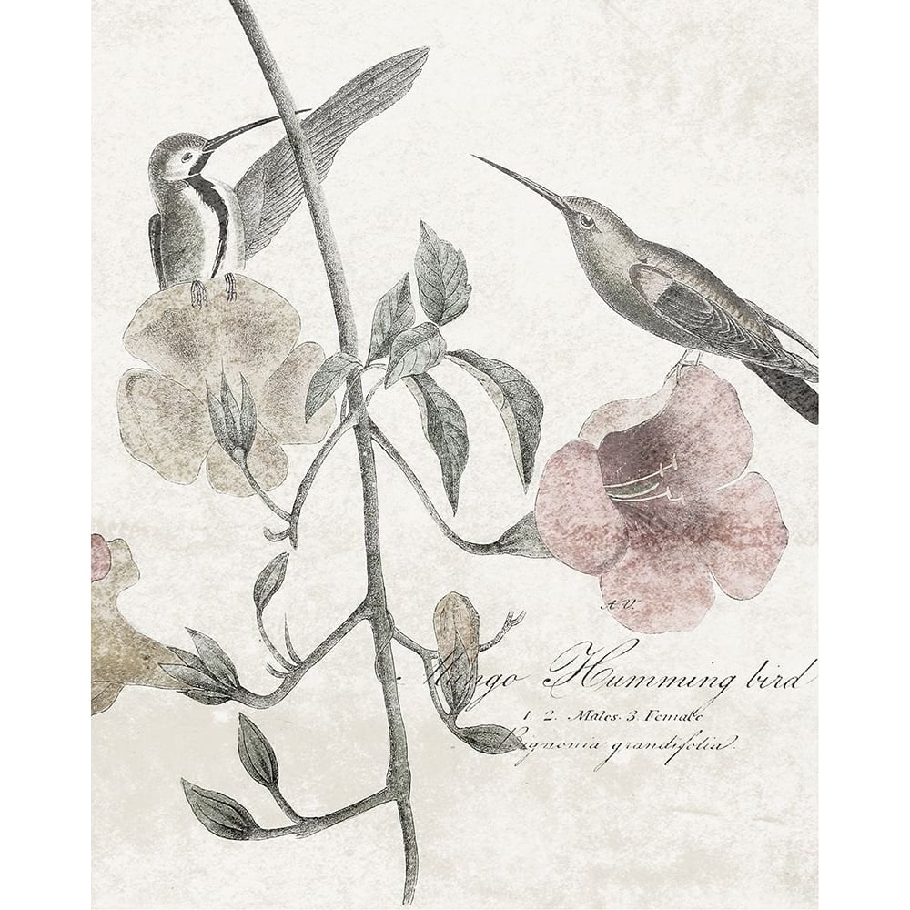 Soft Hummingbirds II Poster Print - W Studio-VARPDX125014GG Image 1