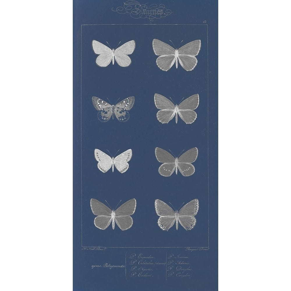 Winged Infograph II Poster Print - Jennifer Goldberger-VARPDX125019D Image 1