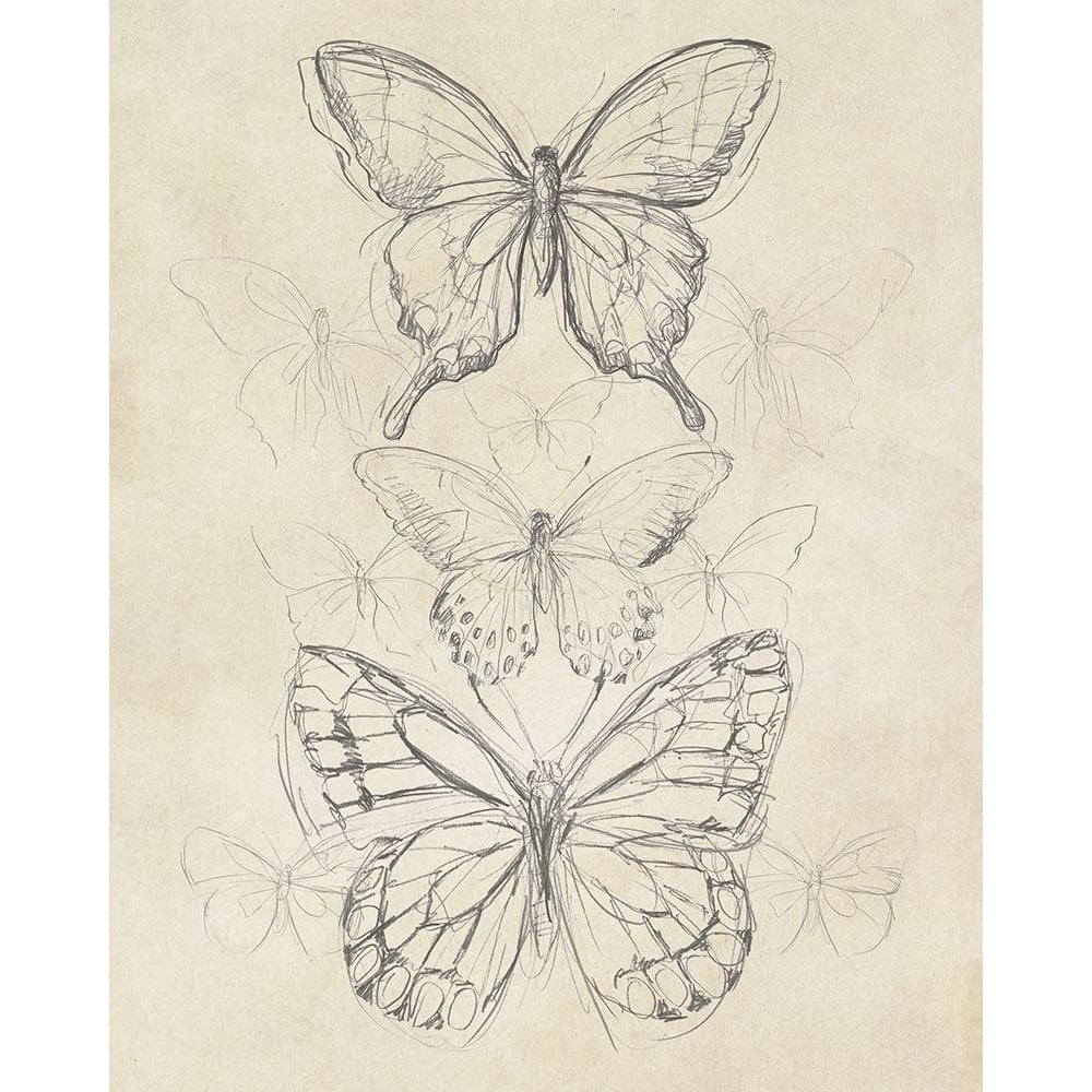 Vintage Butterfly Sketch II Poster Print - June Erica Vess-VARPDX125093Z Image 1