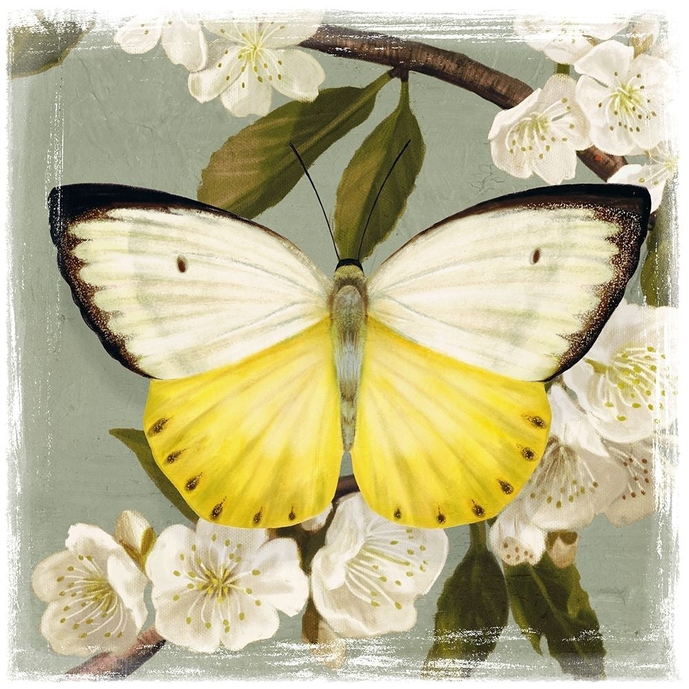 Butterfly Branch I Poster Print - Victoria Borges-VARPDX125243D Image 1