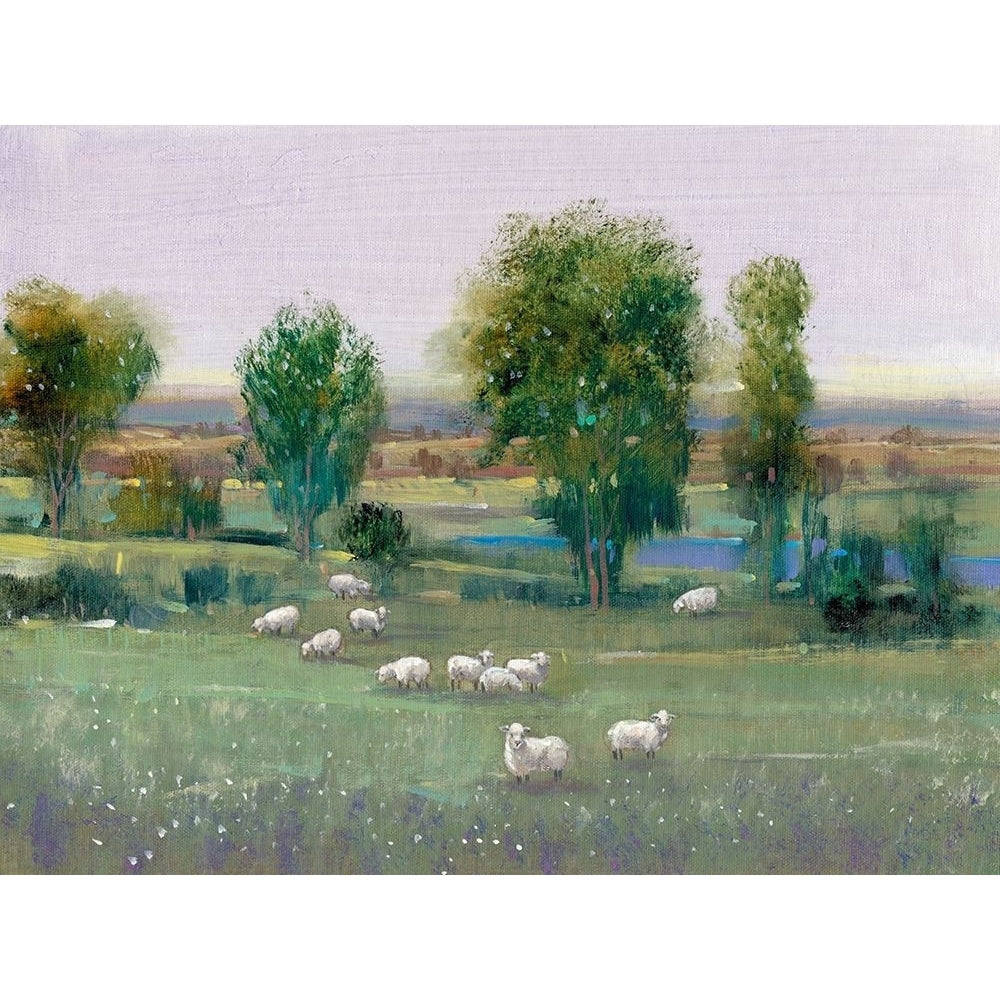 Field of Sheep I Poster Print - Tim OToole-VARPDX125802Z Image 1