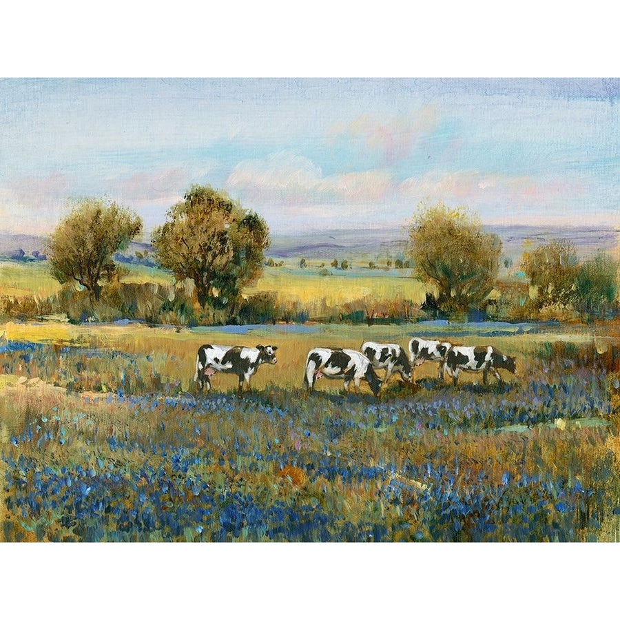 Field of Cattle I Poster Print - Tim OToole-VARPDX125800Z Image 1