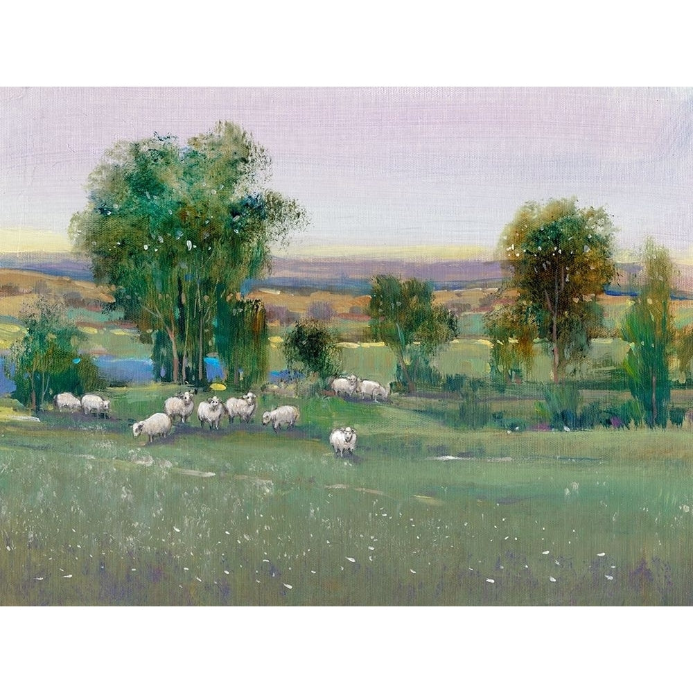 Field of Sheep II Poster Print - Tim OToole-VARPDX125803Z Image 1