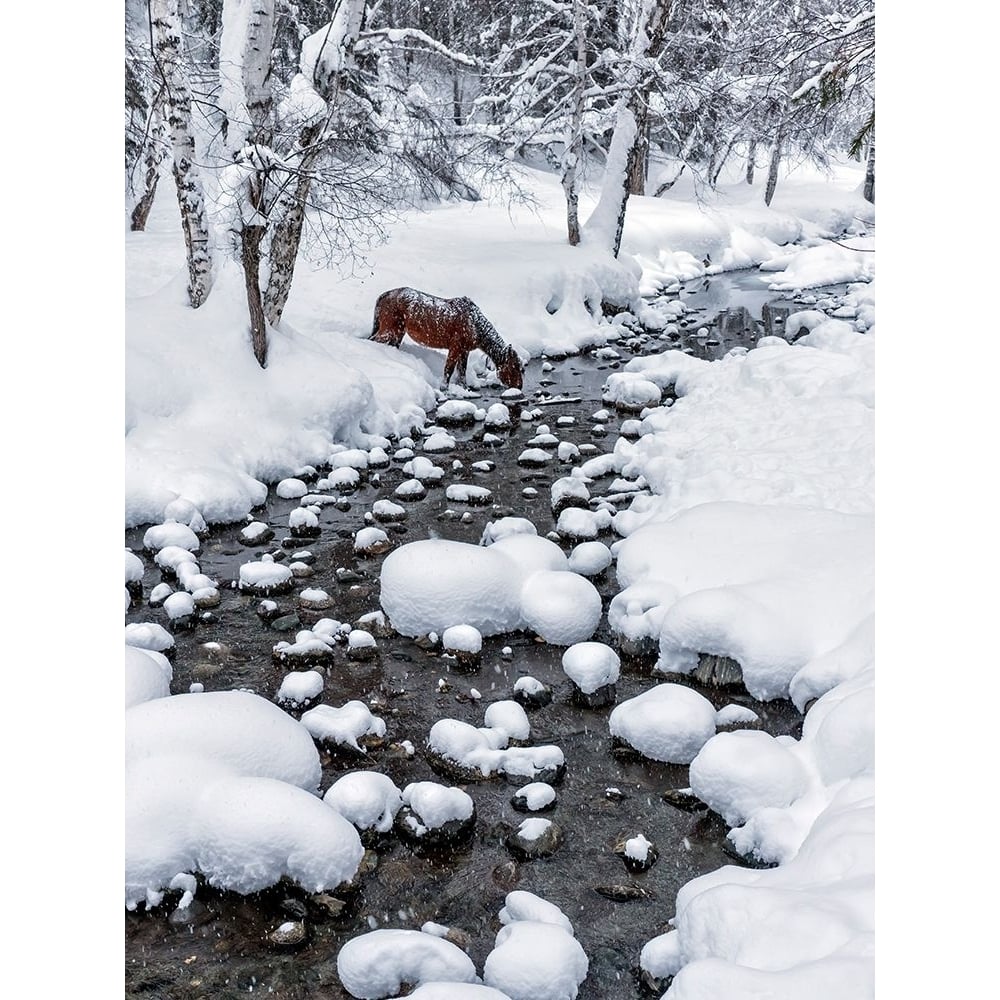 Drinking In Snow Poster Print - Hua Zhu-VARPDX1258558 Image 1