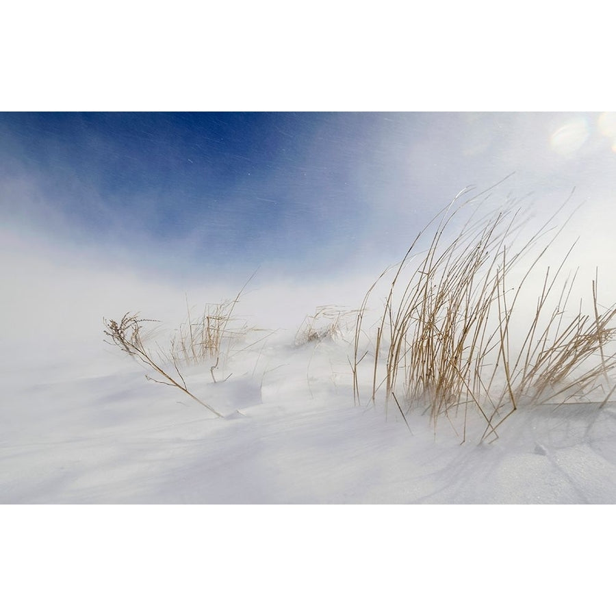 Sunny Snowstorm Poster Print - Carlo Tonti-VARPDX1259624 Image 1