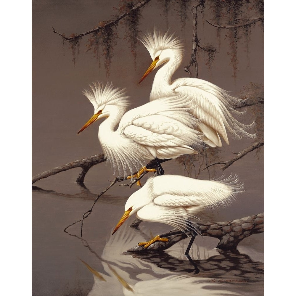 Snowy Egrets Poster Print by Robertson-VARPDX125970 Image 1