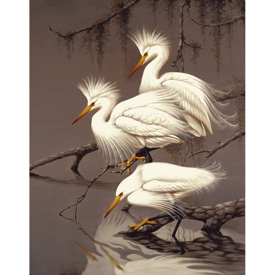 Snowy Egrets Poster Print by Robertson-VARPDX125970 Image 1