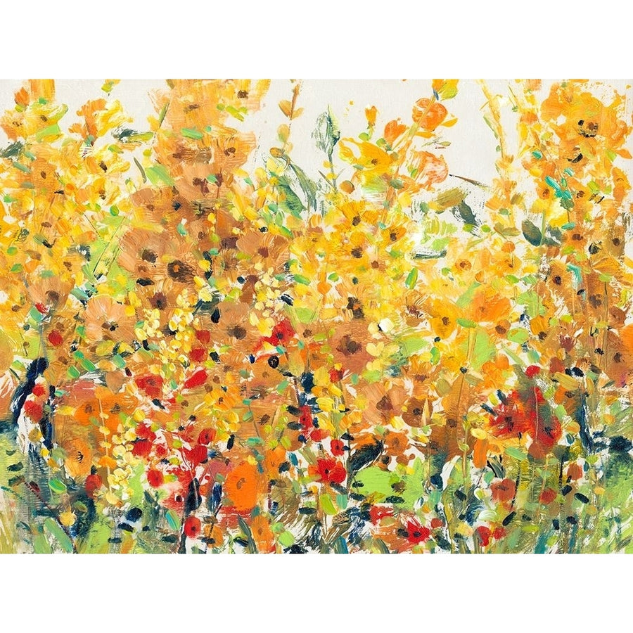 Golden Summer Garden II Poster Print - Tim OToole-VARPDX126228D Image 1