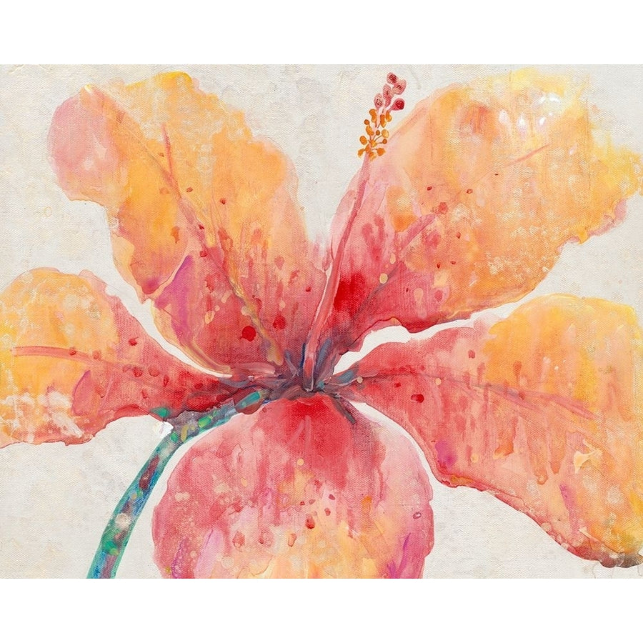 Blooming Hibiscus Poster Print - Tim OToole-VARPDX126280Z Image 1