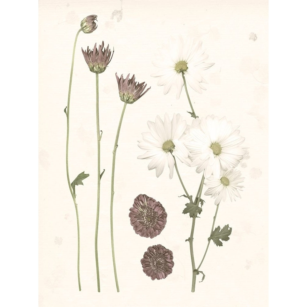 Pressed Blooms IV Poster Print - Grace Popp-VARPDX126345GG Image 1