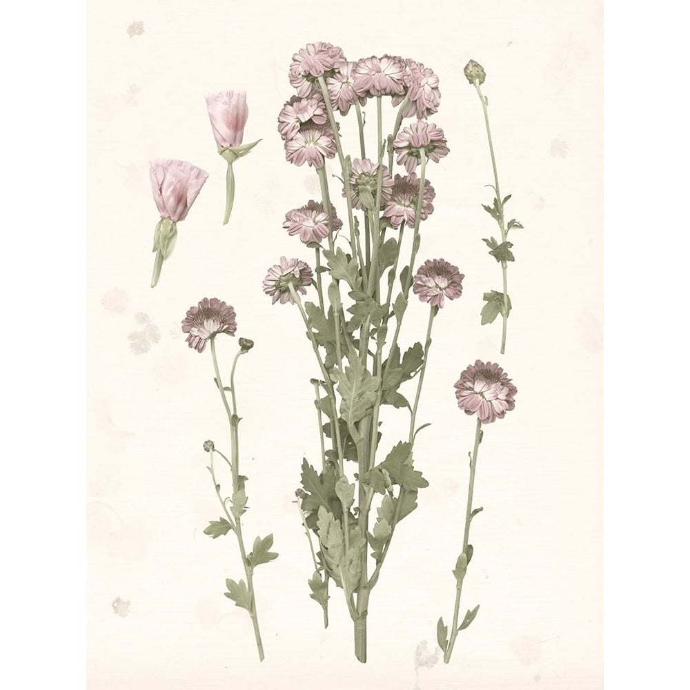 Pressed Blooms I Poster Print - Grace Popp-VARPDX126342GG Image 1