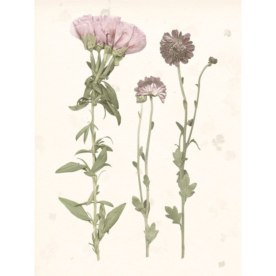 Pressed Blooms III Poster Print - Grace Popp-VARPDX126344GG Image 1