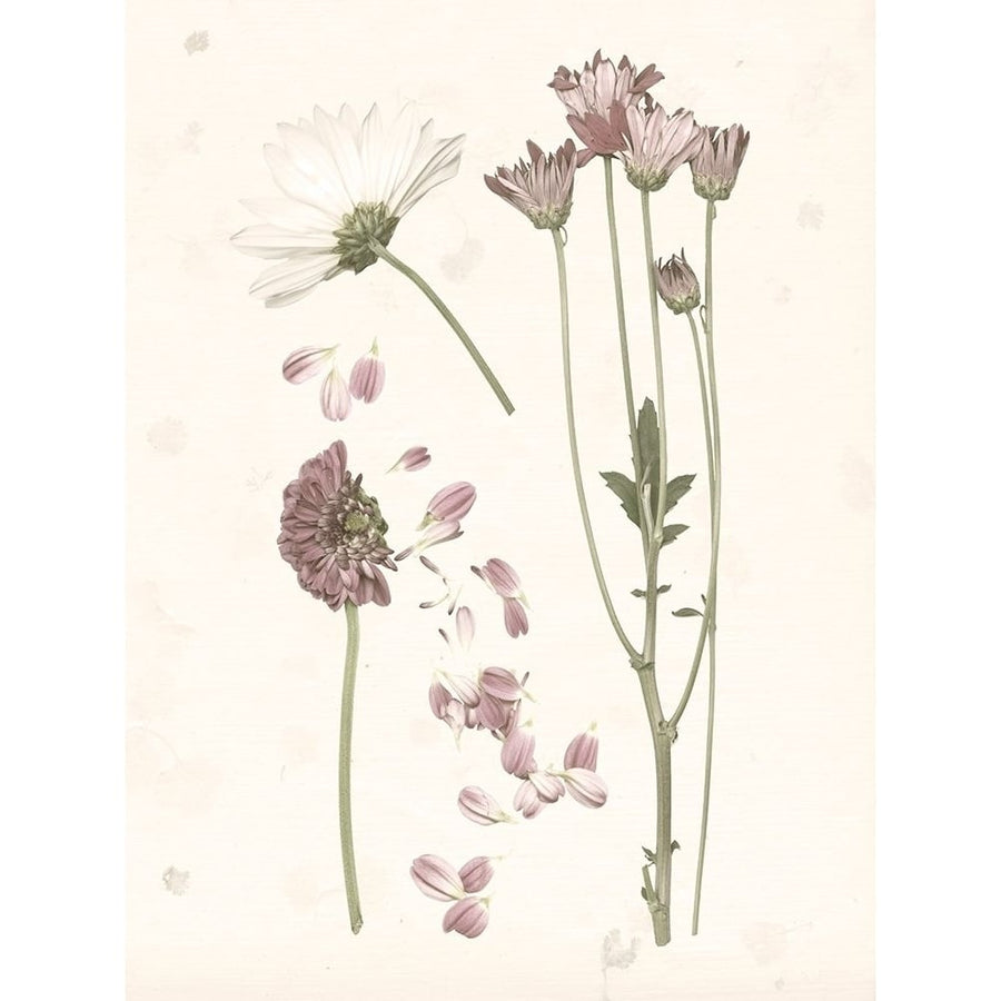 Pressed Blooms II Poster Print - Grace Popp-VARPDX126343GG Image 1