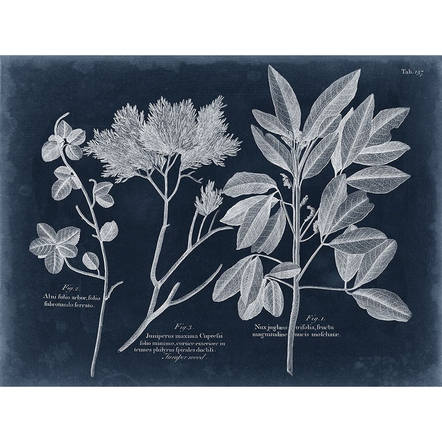 Foliage on Navy VI Poster Print - Studio Vision-VARPDX126467Z Image 1