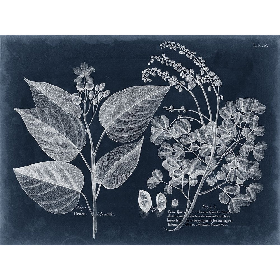 Foliage on Navy III Poster Print - Studio Vision-VARPDX126464Z Image 1