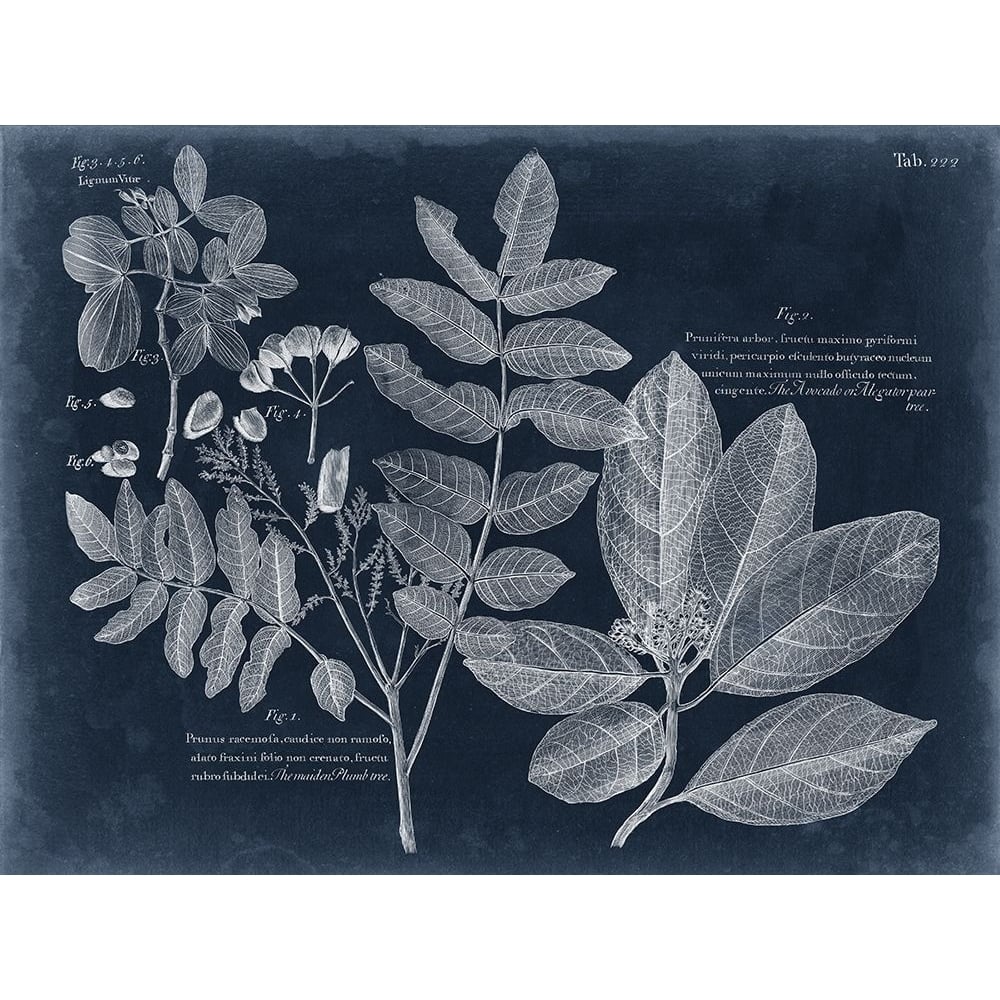 Foliage on Navy V Poster Print - Studio Vision-VARPDX126466Z Image 1