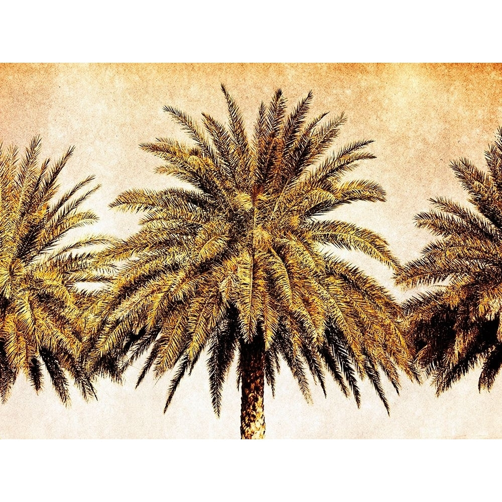 Palms on Brown III Poster Print - Skip Nall-VARPDX127175GG Image 1