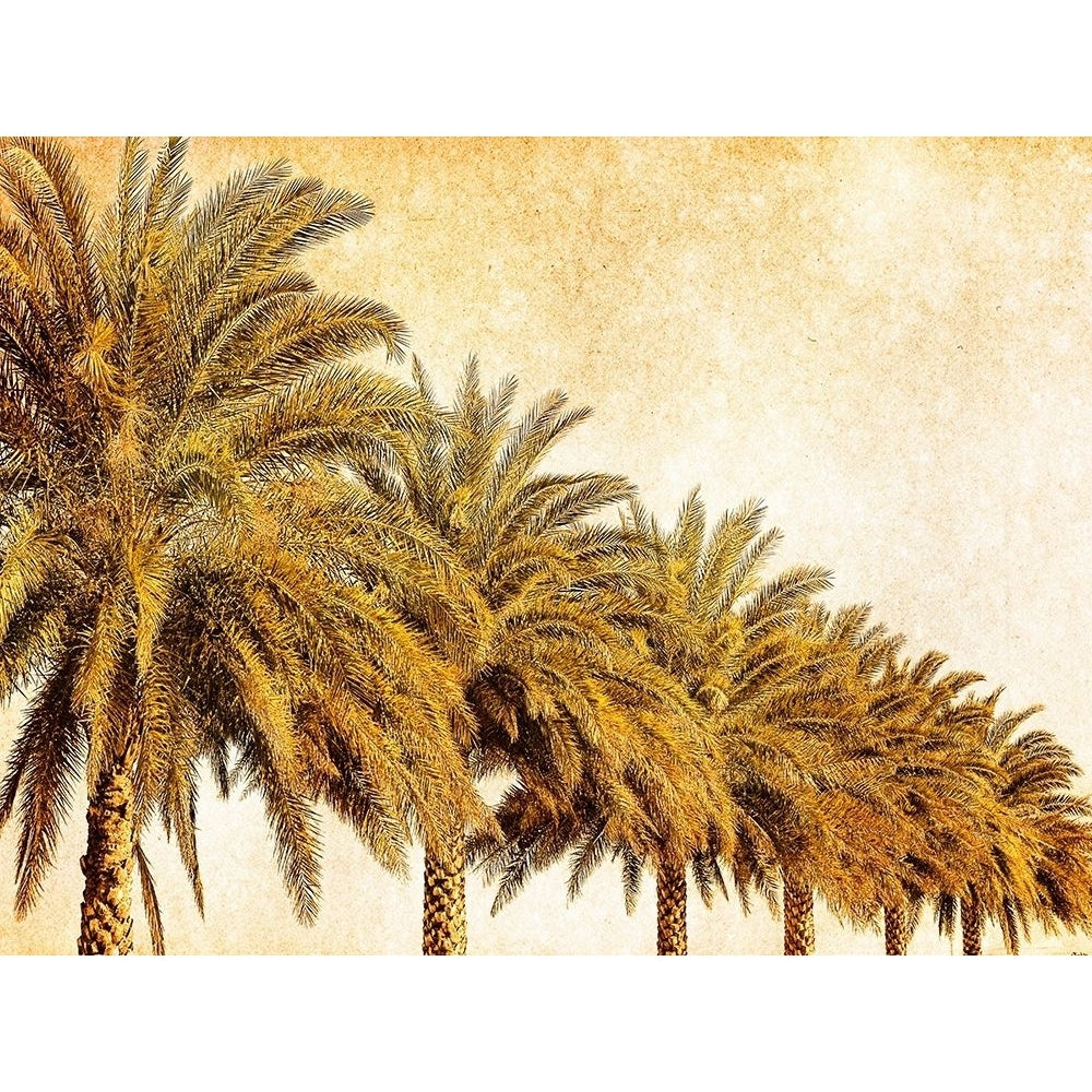 Palms on Brown I Poster Print - Skip Nall-VARPDX127173GG Image 1