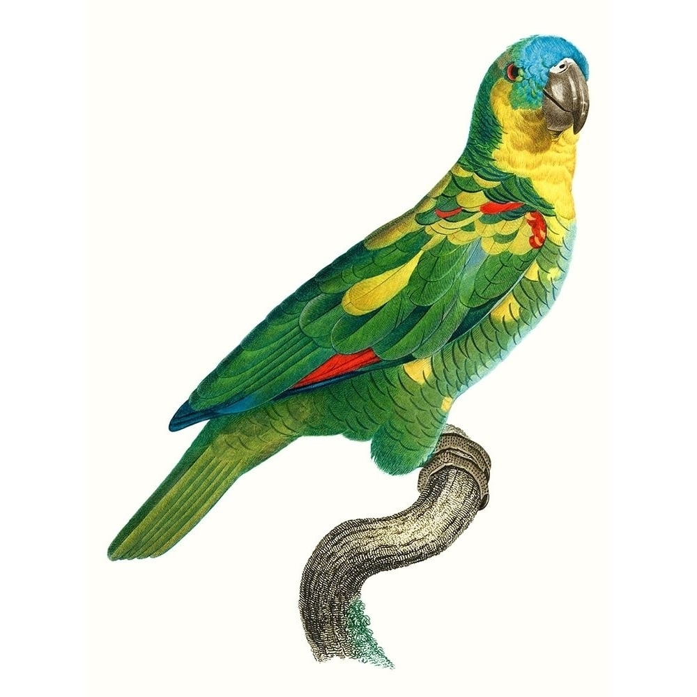 Parrot of the Tropics II Poster Print - Barraband-VARPDX127247Z Image 1