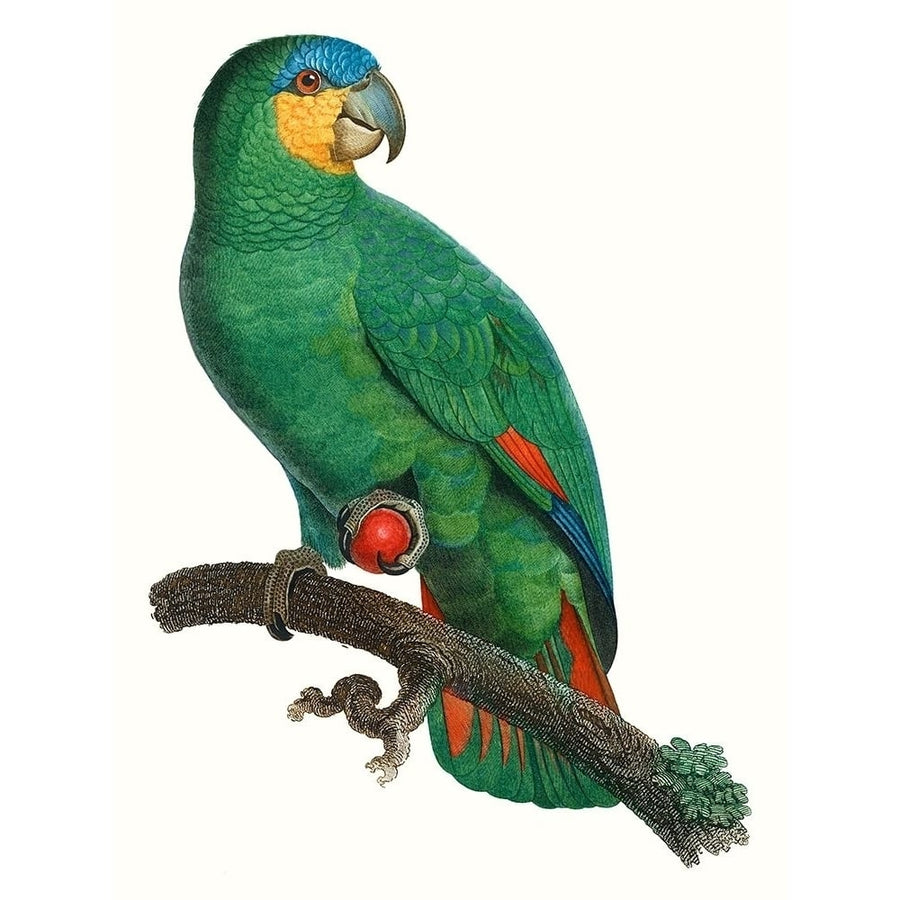 Parrot of the Tropics I Poster Print - Barraband-VARPDX127246Z Image 1