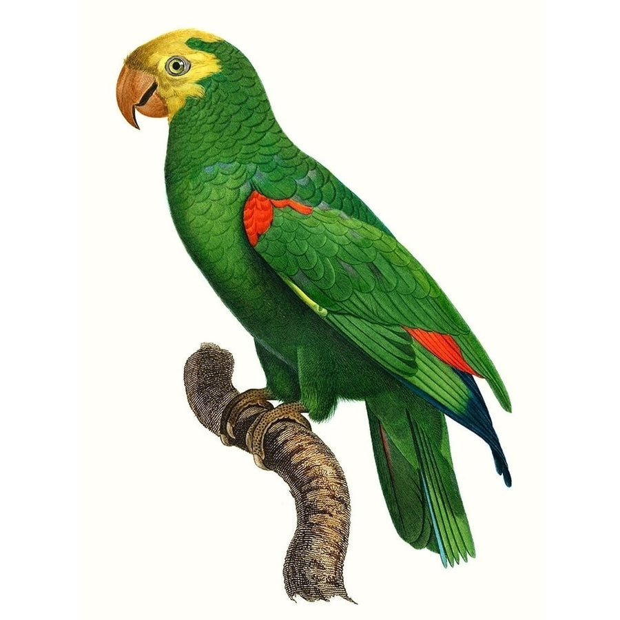 Parrot of the Tropics III Poster Print - Barraband-VARPDX127248Z Image 1