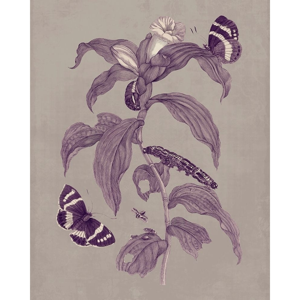 Nature Study in Plum and Taupe I Poster Print - Maria S. Merian-VARPDX127254Z Image 1