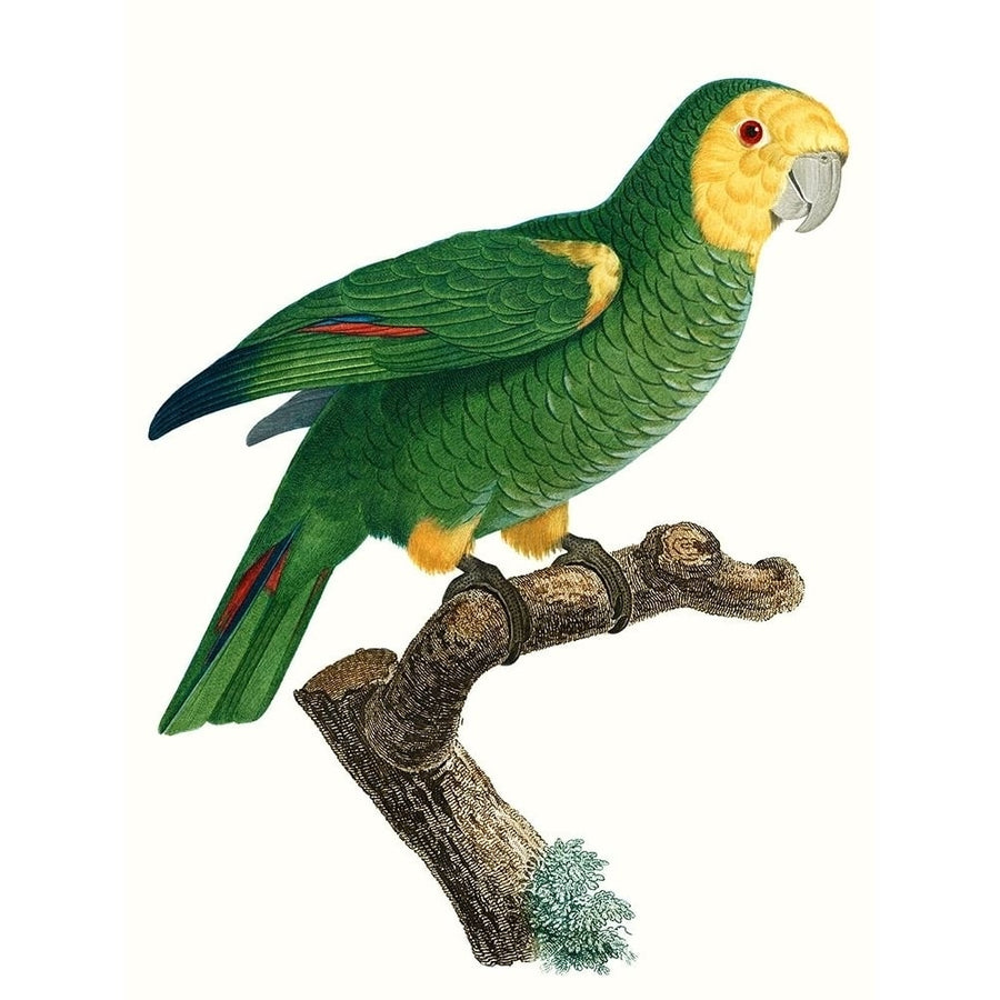 Parrot of the Tropics IV Poster Print - Barraband-VARPDX127249Z Image 1