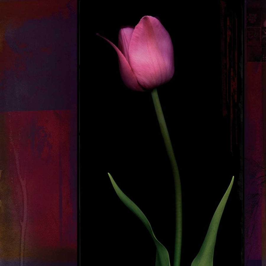 Red Tulip II Poster Print by Rick Filler-VARPDX12755 Image 1