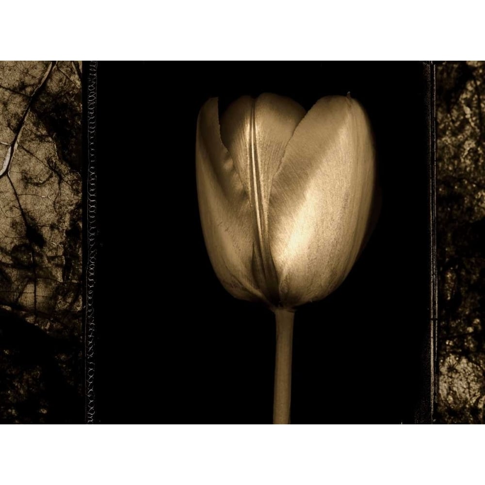 White Tulipa II Poster Print by Rick Filler-VARPDX12781 Image 1