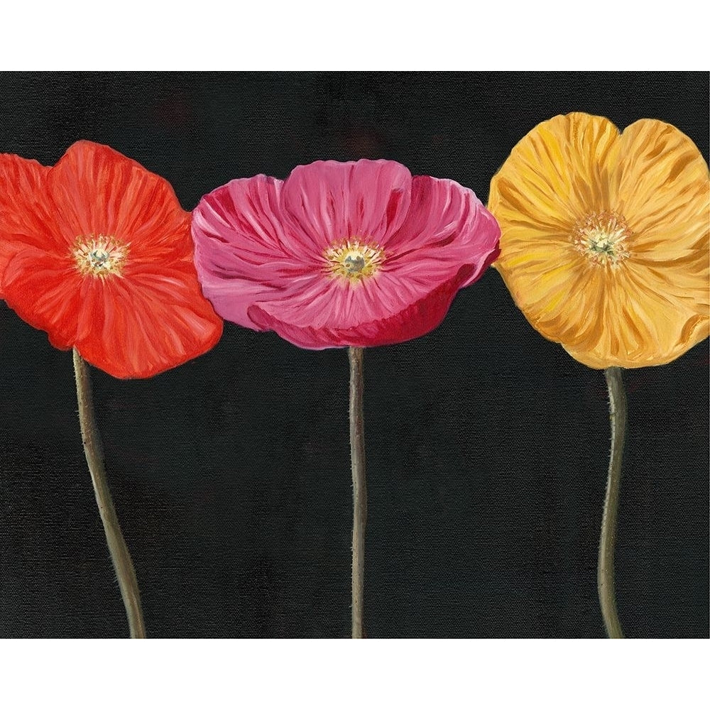 Poppy Trio II Poster Print - Sandra Iafrate-VARPDX128055Z Image 1