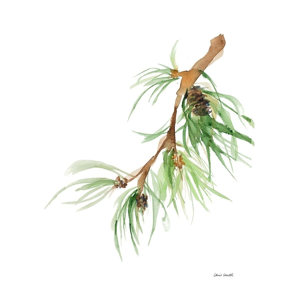 Pine Branch Poster Print by Lanie Loreth-VARPDX12815 Image 1