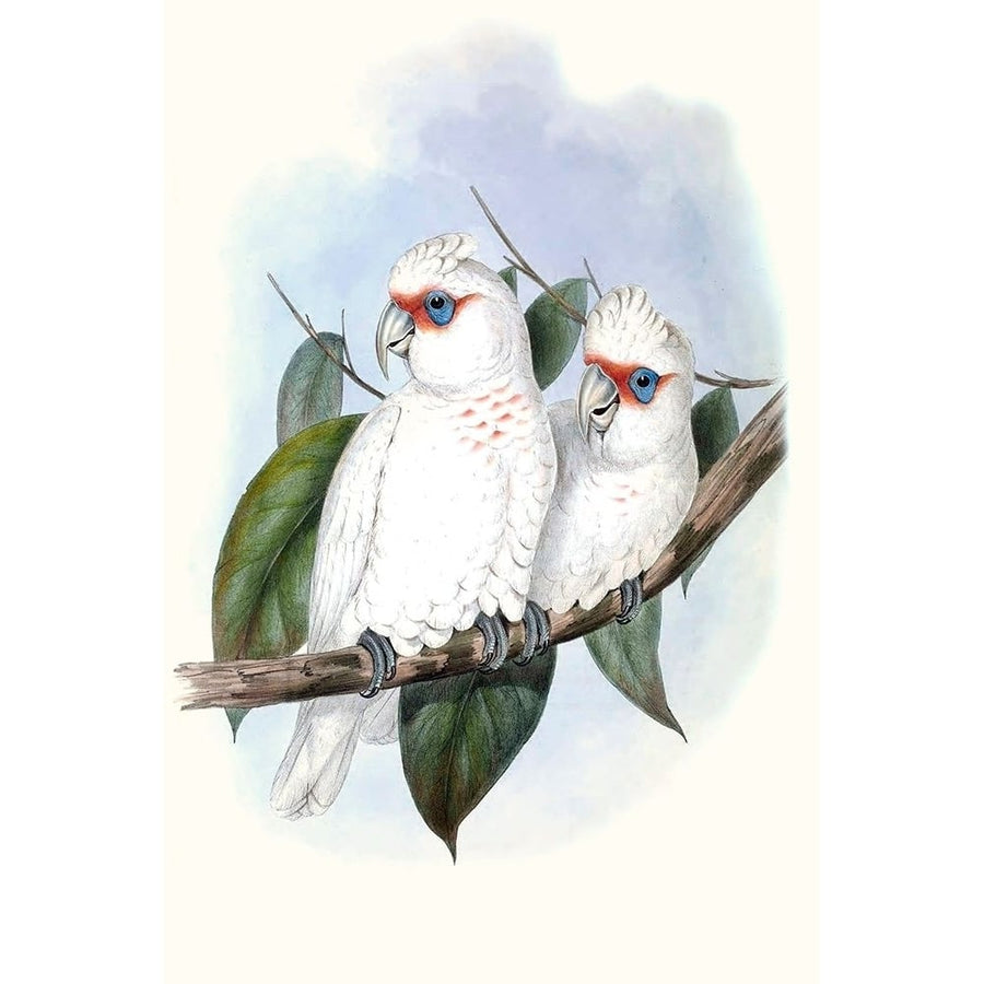 Pastel Parrots IV Poster Print - John Gould-VARPDX128197Z Image 1