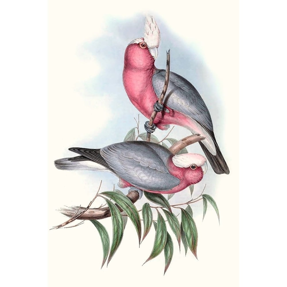 Pastel Parrots III Poster Print - John Gould-VARPDX128196Z Image 1