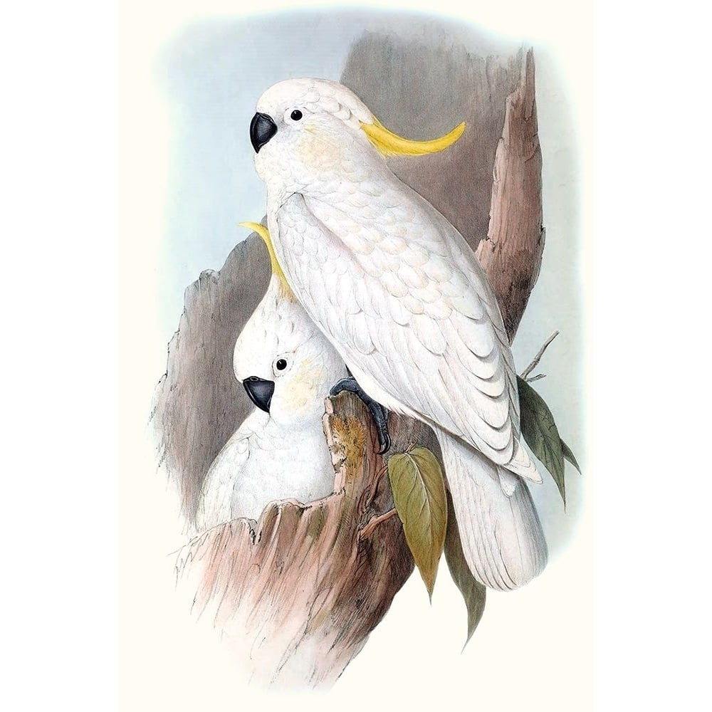 Pastel Parrots V Poster Print - John Gould-VARPDX128198Z Image 1