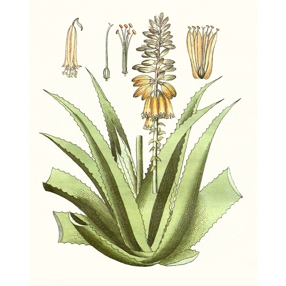 Antique Aloe II Poster Print - Unknown-VARPDX128379Z Image 1