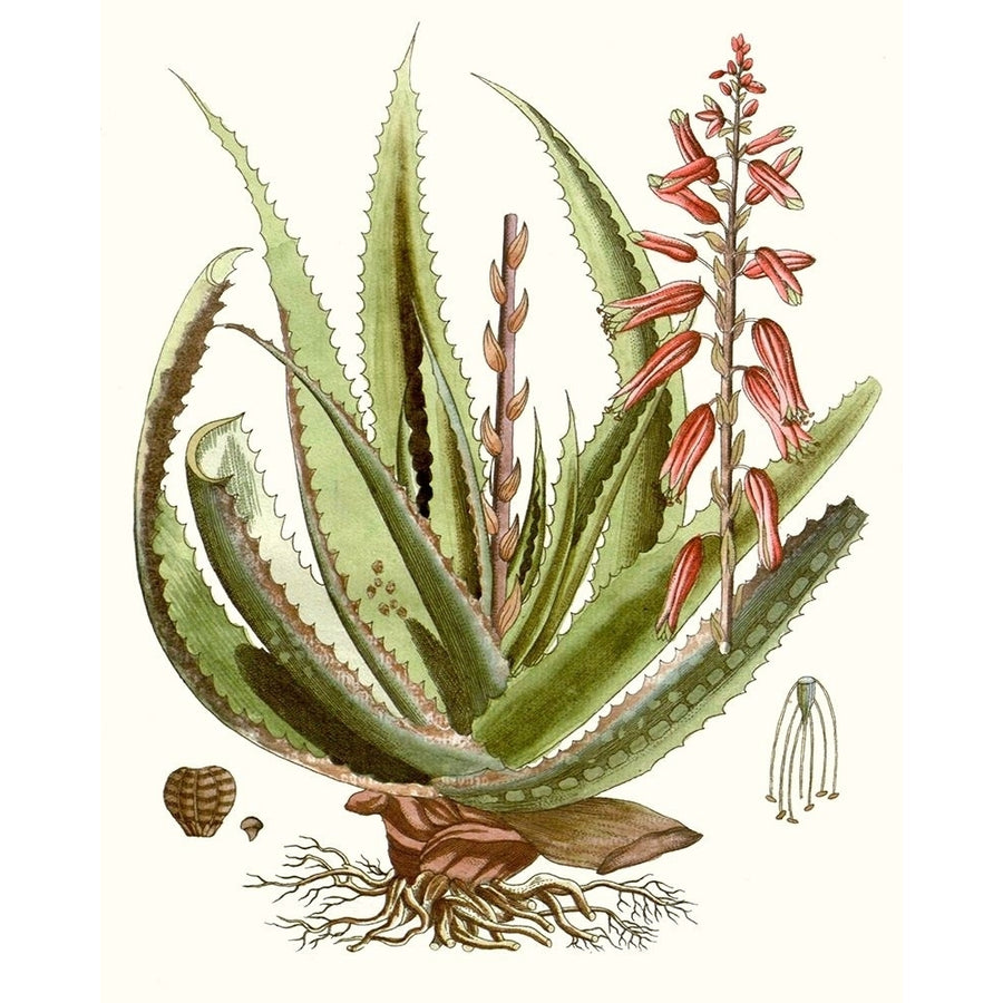 Antique Aloe I Poster Print - Unknown-VARPDX128378Z Image 1