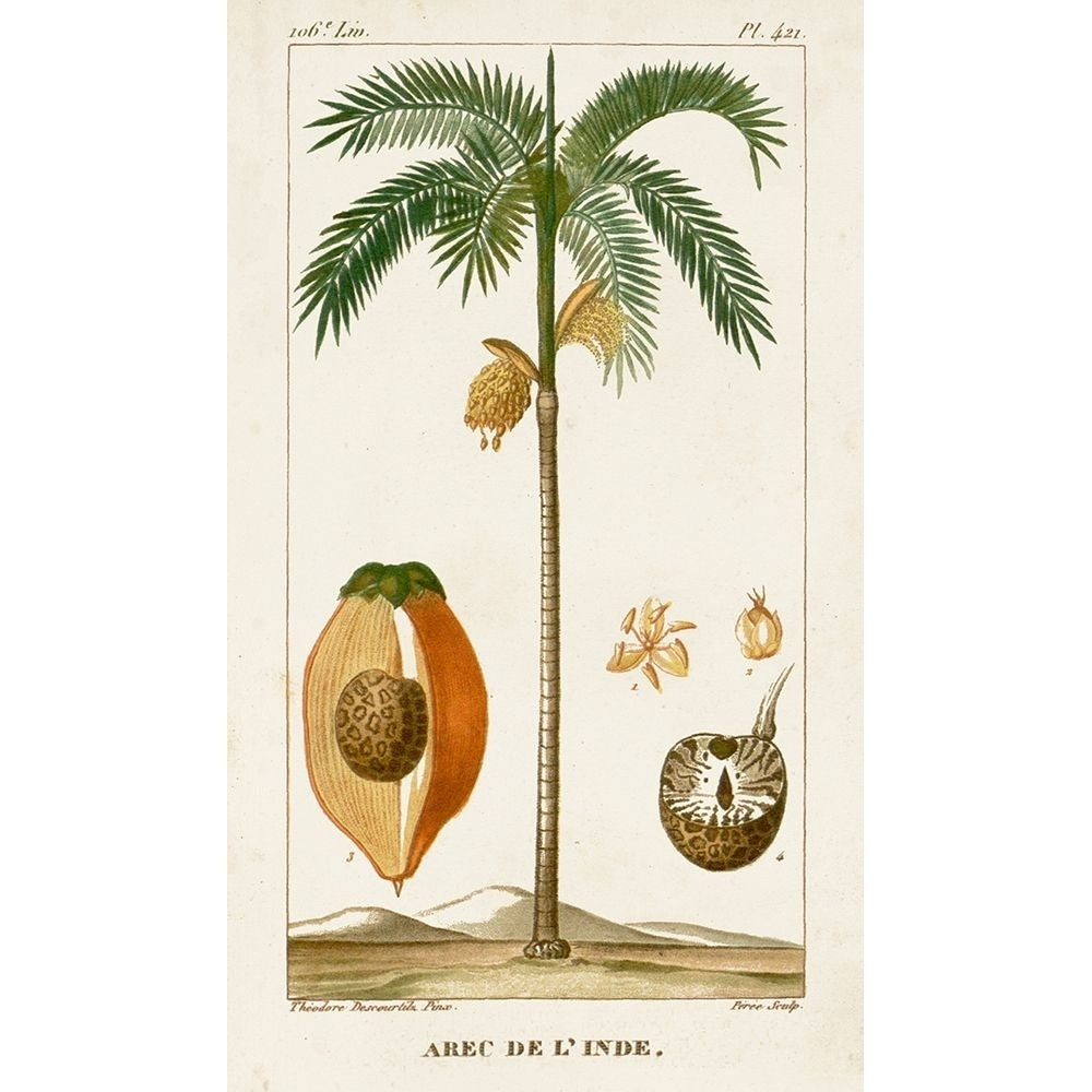 Turpin Exotic Palms V Poster Print - Turpin-VARPDX128387Z Image 1